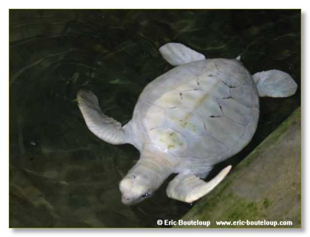 335_Sri_Lanka_2003_03